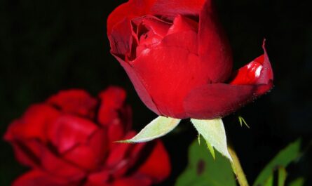 Røde roser
