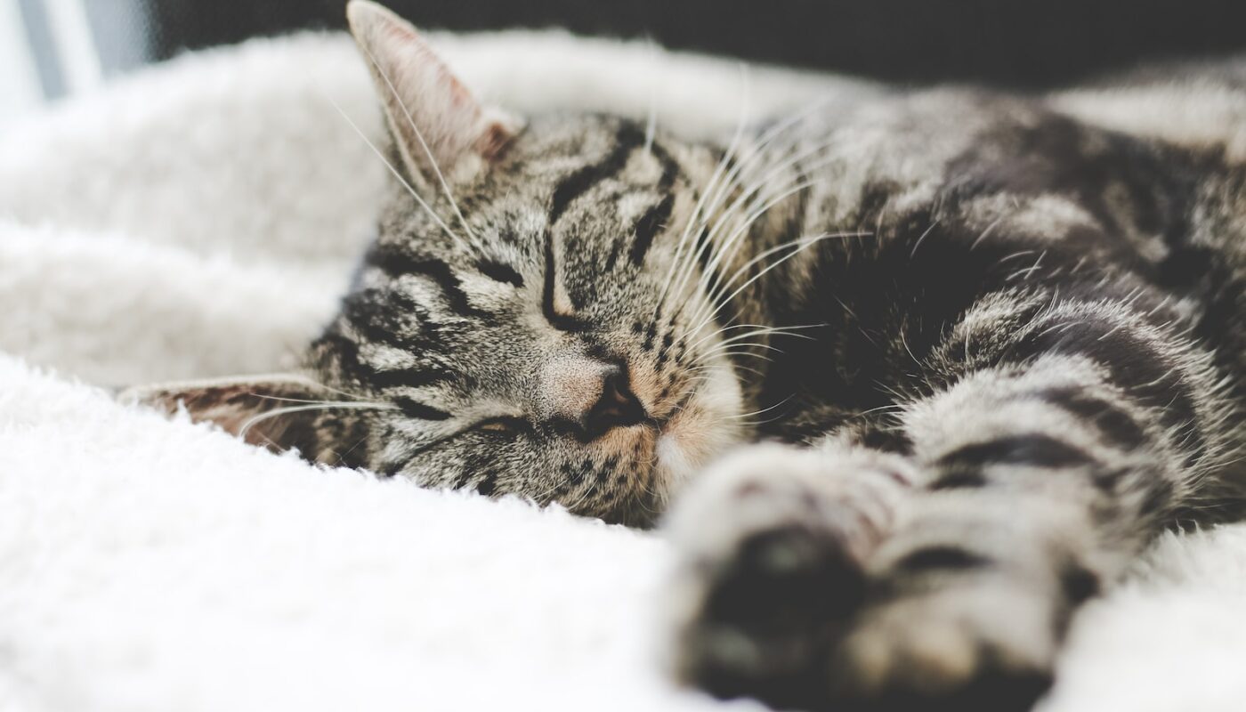 silver tabby cat sleeping on white blanket