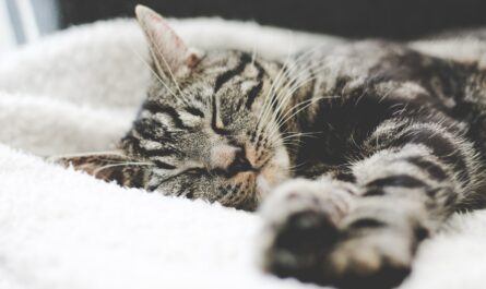 silver tabby cat sleeping on white blanket